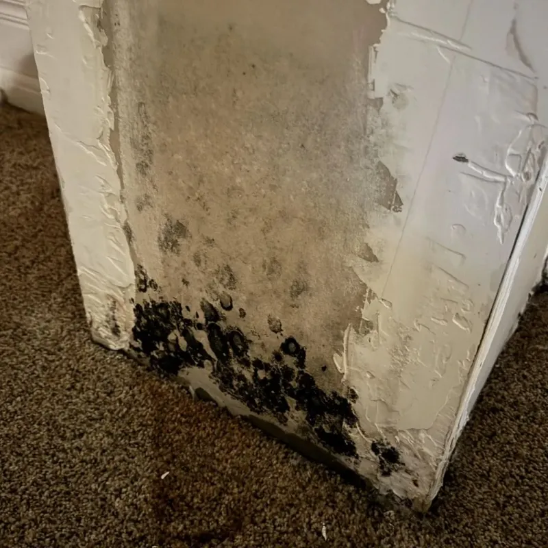 Professional Mold Removal in Des Plaines, IL